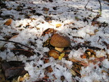 Suillus fuscotomentosus image