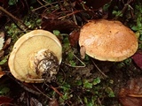 Suillus caerulescens image