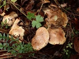 Suillus caerulescens image