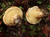 Suillus caerulescens image