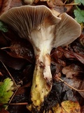 Suillus caerulescens image