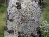 Rinodina capensis image