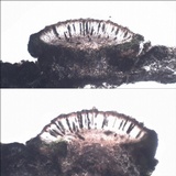 Rinodina capensis image