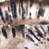 Rinodina capensis image
