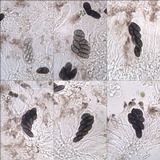 Rinodina capensis image