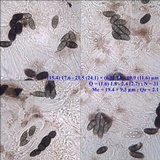Rinodina capensis image