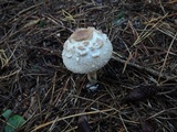 Chlorophyllum olivieri image