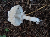 Chlorophyllum olivieri image