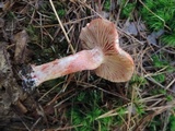 Cortinarius bolaris image