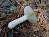 Russula xerampelina image