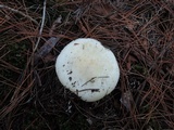 Amanita chrysoblema image
