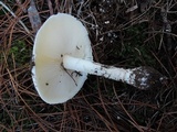 Amanita chrysoblema image