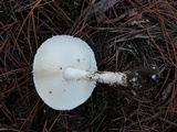 Amanita chrysoblema image