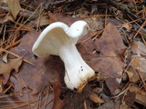 Clitocybe robusta image