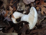 Clitocybe robusta image
