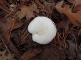 Clitocybe robusta image