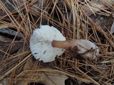 Rhodocollybia butyracea image