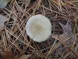 Ampulloclitocybe clavipes image