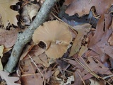 Entoloma hirtipes image