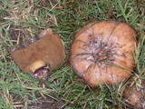 Suillus luteus image
