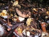 Tylopilus humilis image