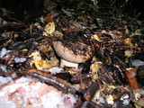 Tylopilus humilis image