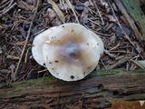 Hygrophorus agathosmus image