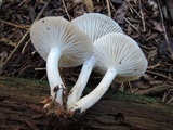 Hygrophorus agathosmus image