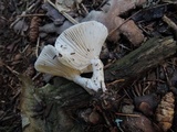 Hygrophorus agathosmus image