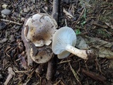 Hygrophorus agathosmus image