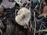 Hygrophorus agathosmus image