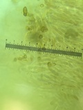 Grifola frondosa image