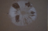 Chlorophyllum olivieri image