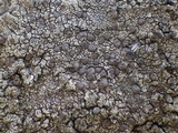 Protoparmelia badia image