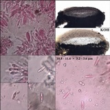 Protoparmelia badia image