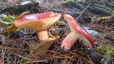 Russula sanguinaria image