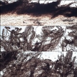 Inocybe lacera image