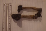 Helvella lacunosa image