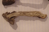 Helvella lacunosa image