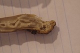 Helvella lacunosa image