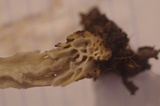 Helvella lacunosa image