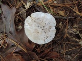 Tricholoma serratifolium image