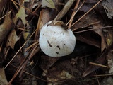 Tricholoma serratifolium image