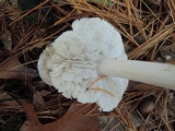 Tricholoma serratifolium image