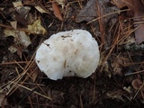 Tricholoma serratifolium image