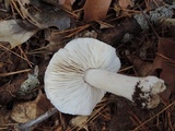 Tricholoma serratifolium image