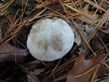 Tricholoma serratifolium image