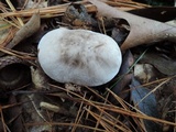 Tricholoma serratifolium image