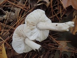 Tricholoma serratifolium image