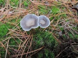Cantharellula umbonata image